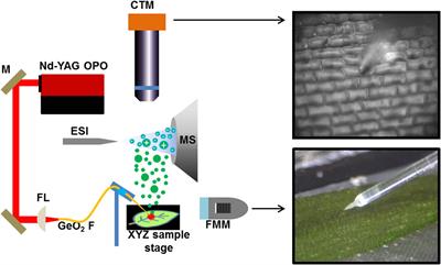 Metabolic Noise and Distinct Subpopulations Observed by Single Cell LAESI Mass Spectrometry of Plant Cells in situ